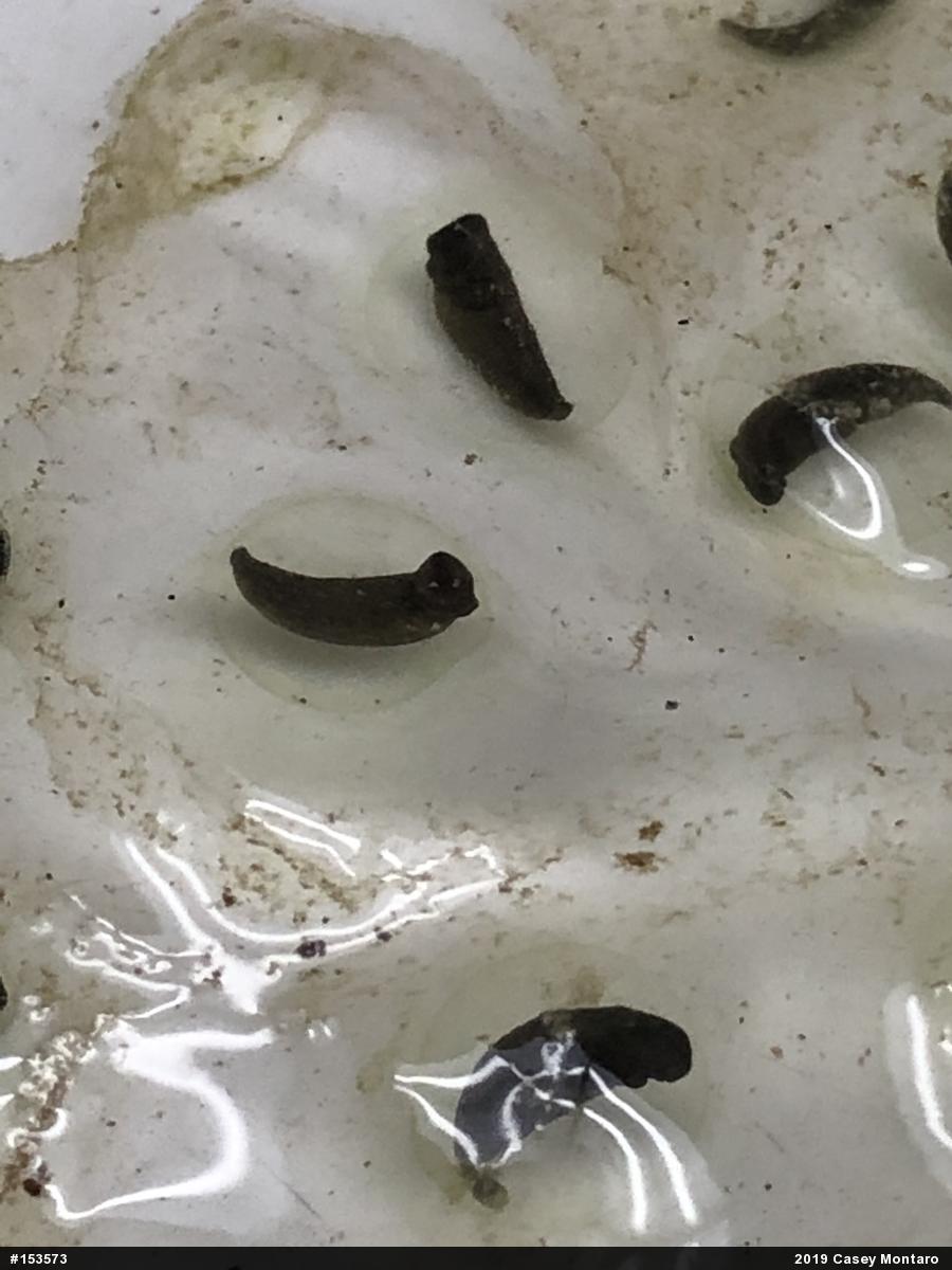 Spotted Salamander
