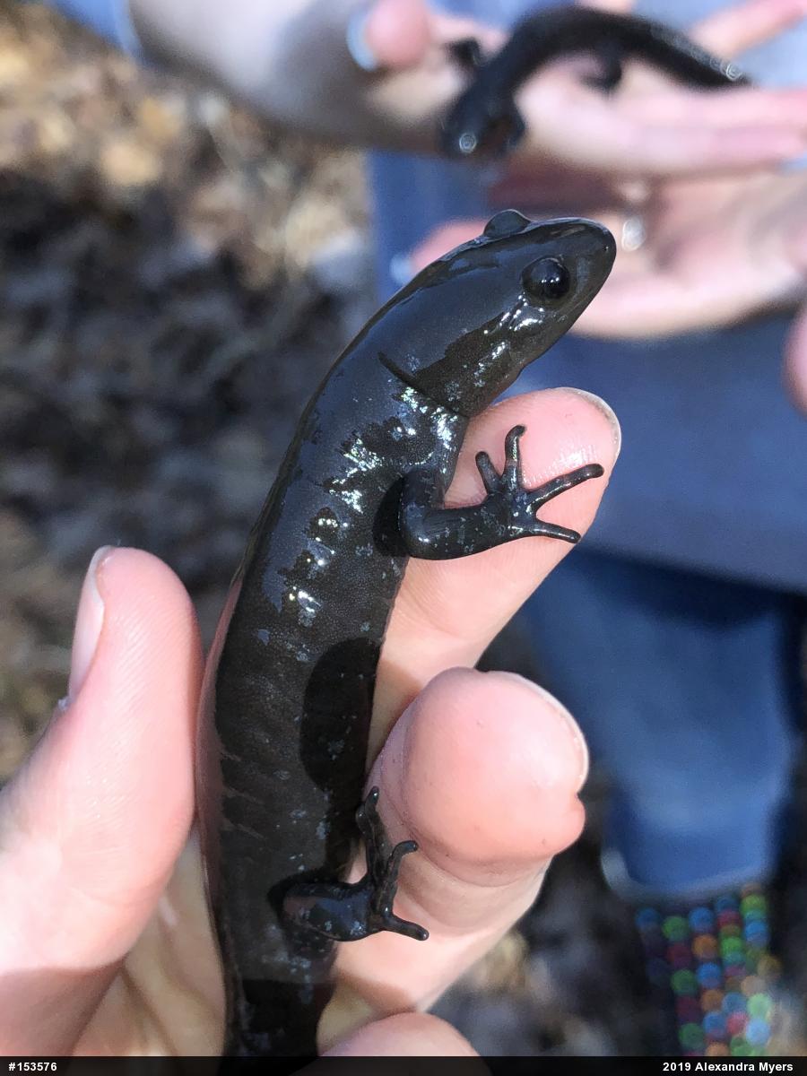 Jefferson Salamander