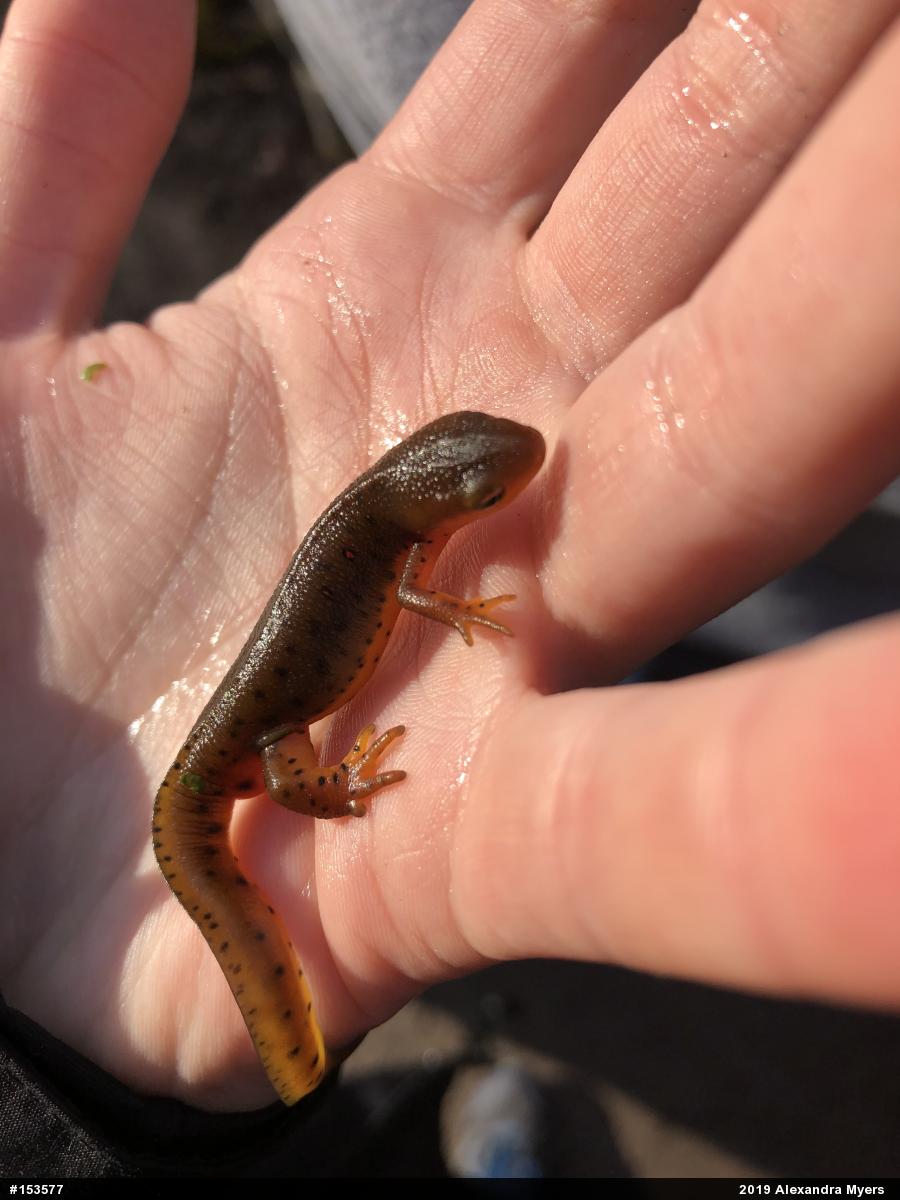 Red-spotted Newt