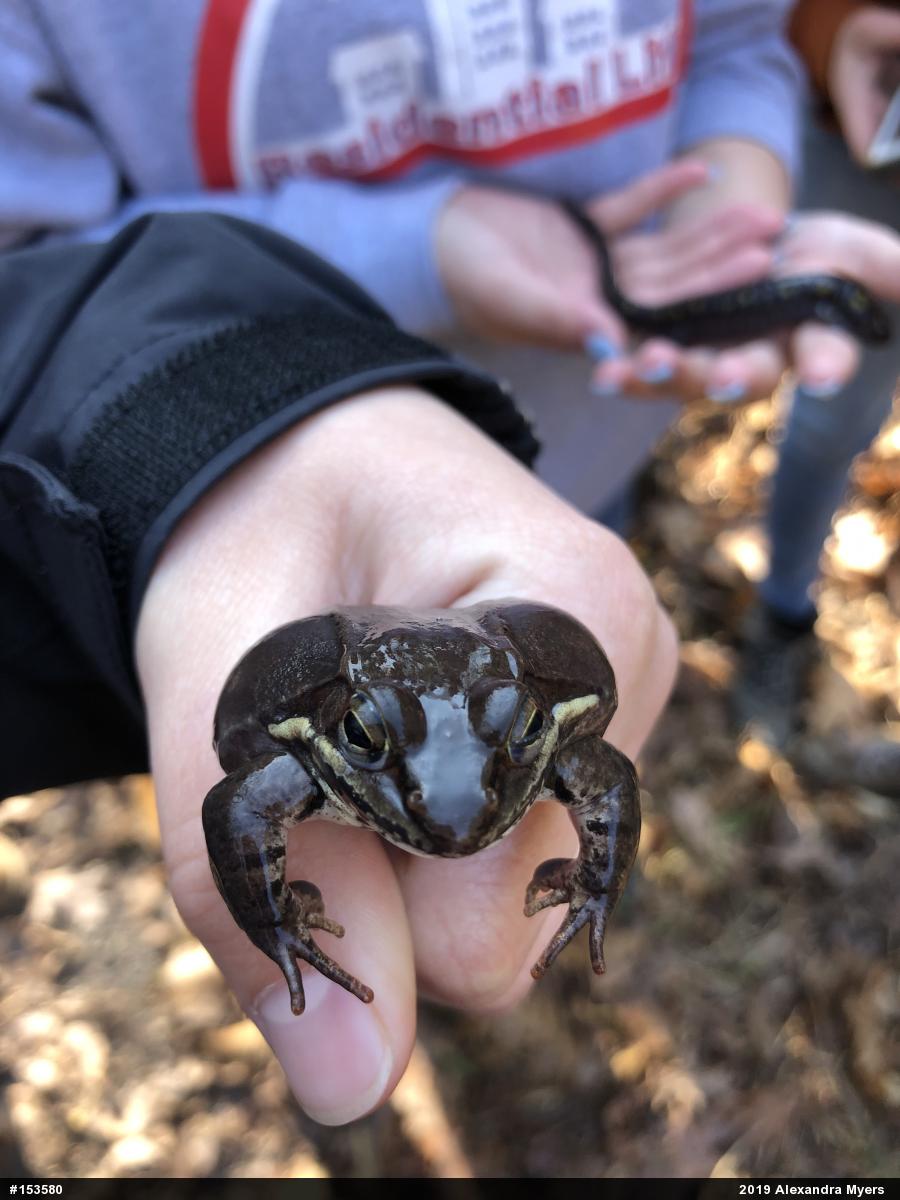 Wood Frog