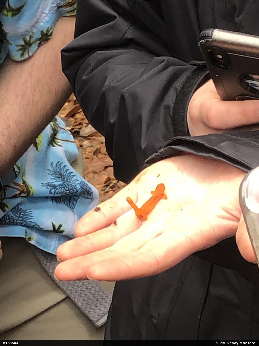Red-spotted Newt