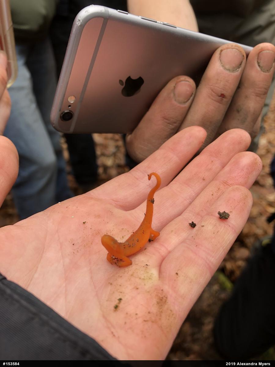 Red-spotted Newt