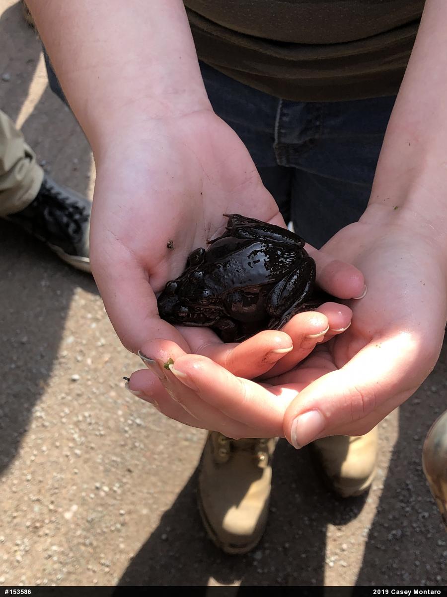 Wood Frog