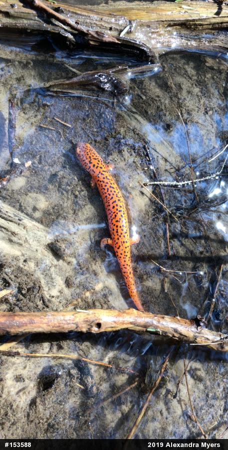 Northern Red Salamander