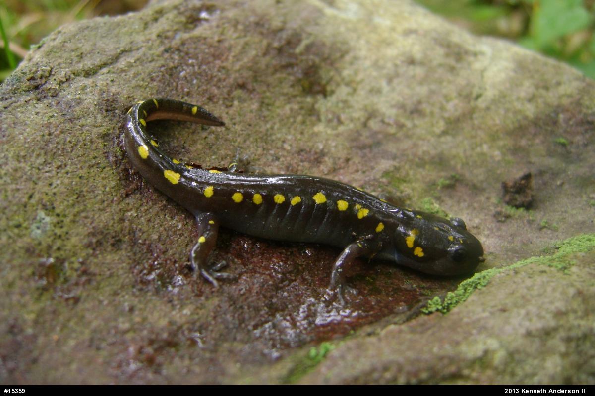 Spotted Salamander