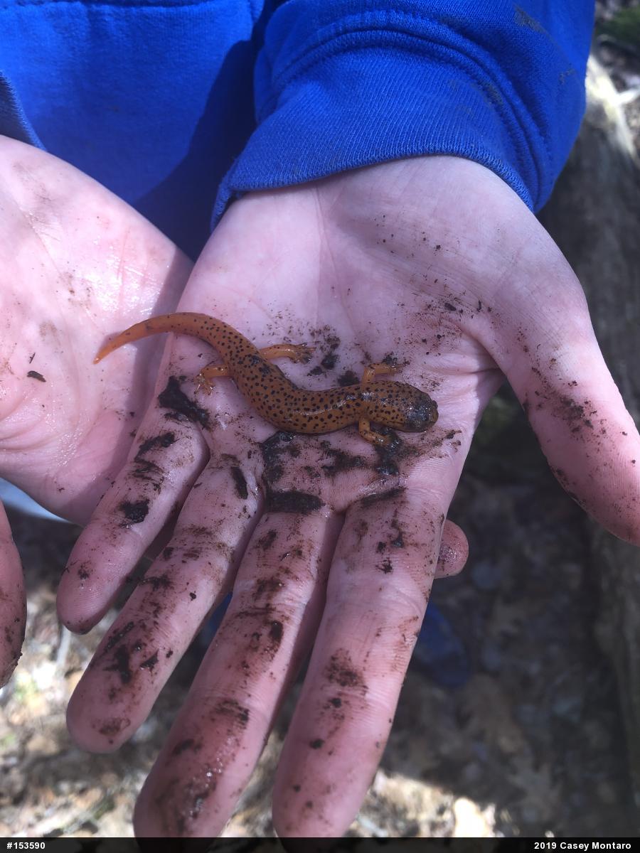 Northern Red Salamander
