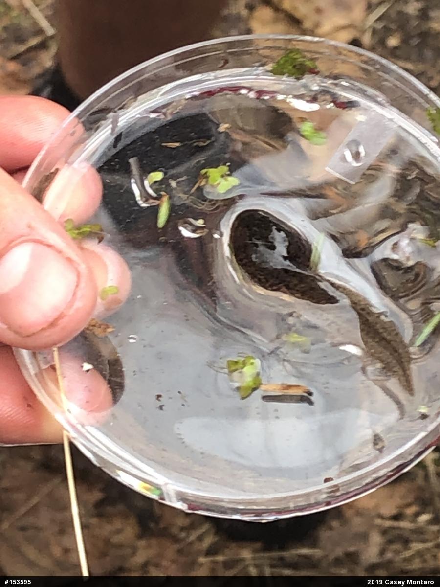 Green Frog
