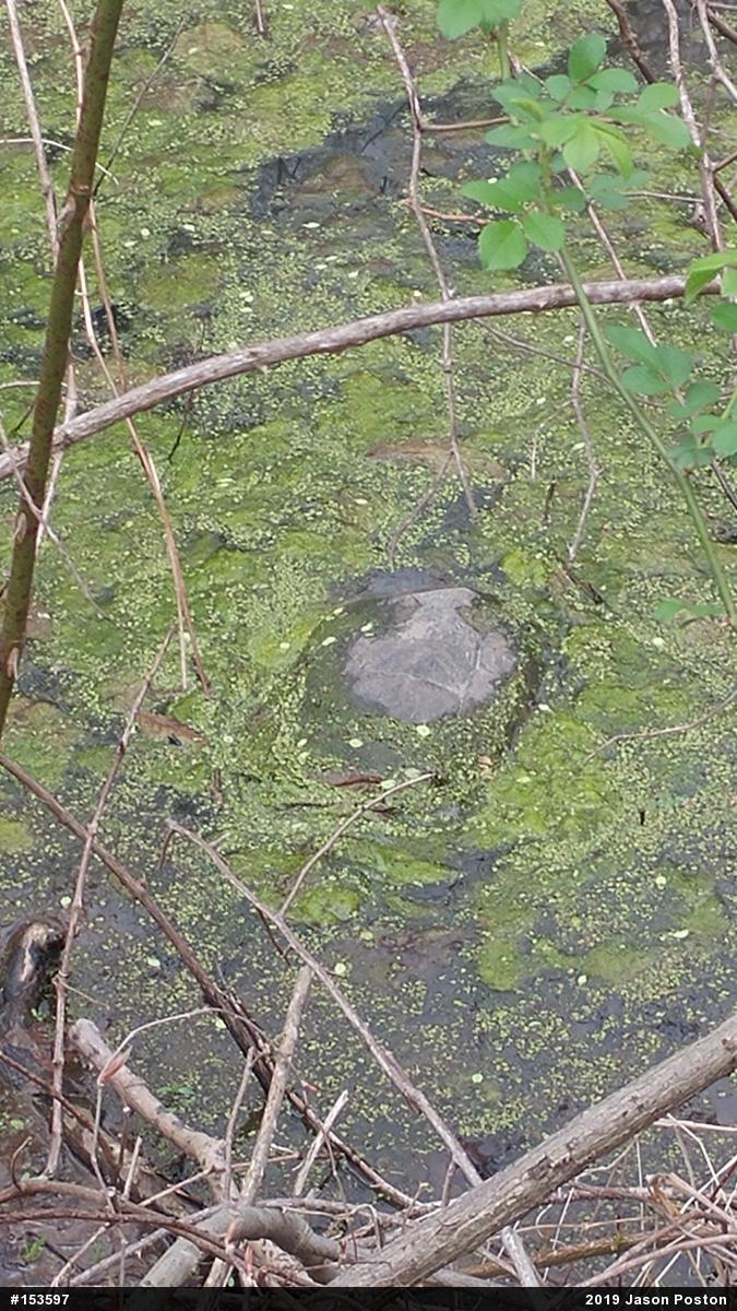 Snapping Turtle