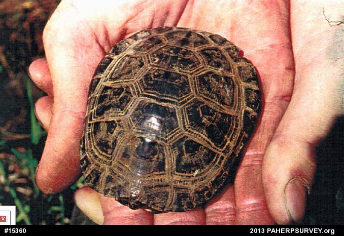 Spotted Turtle