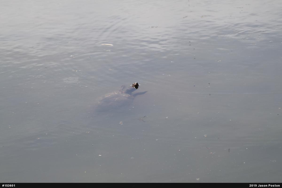 Red-eared Slider