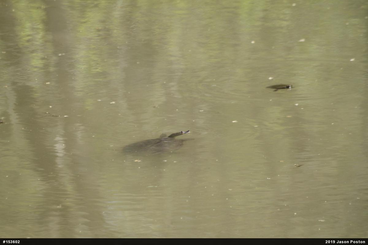 Eastern Spiny Softshell