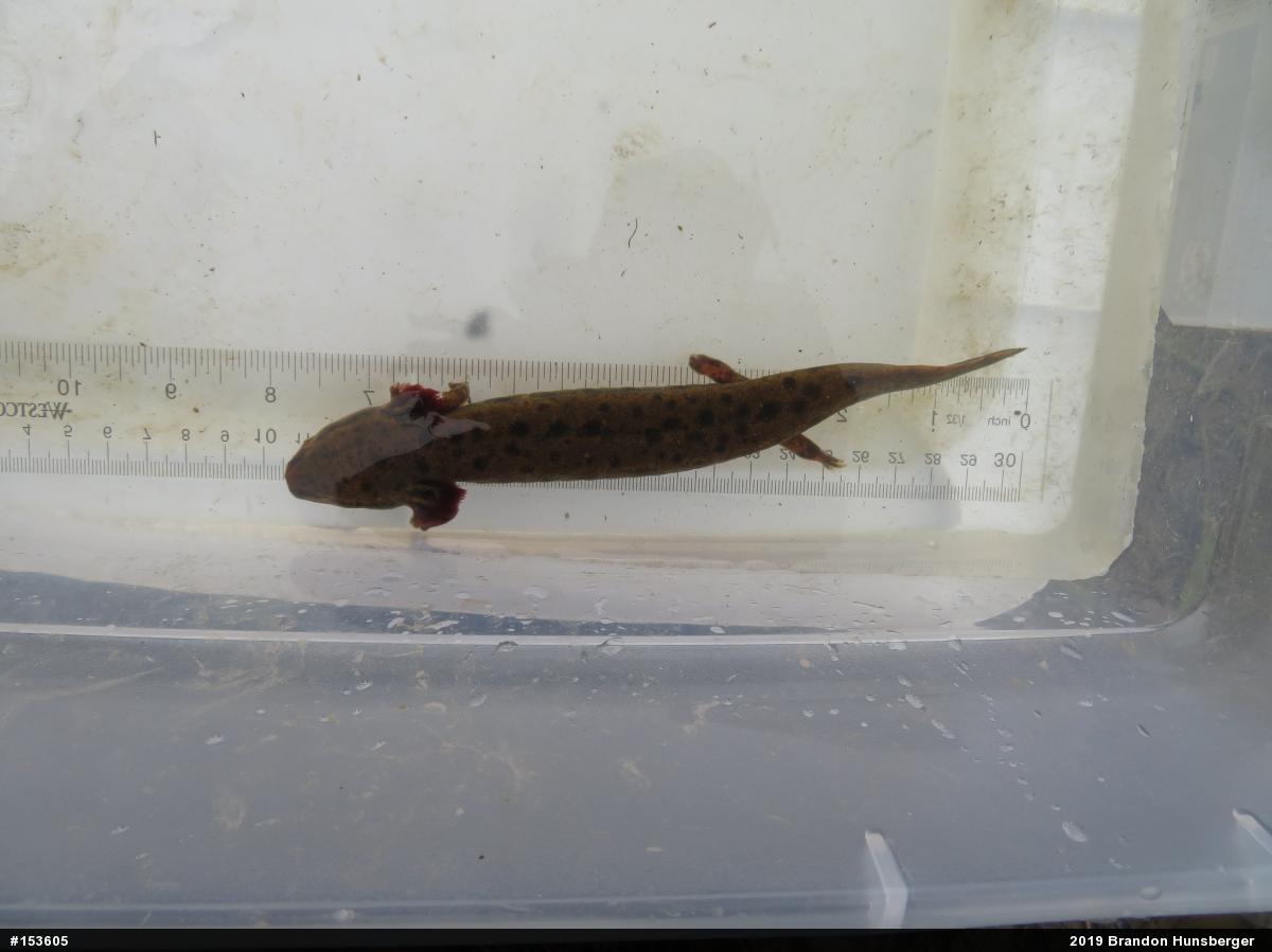 Common Mudpuppy
