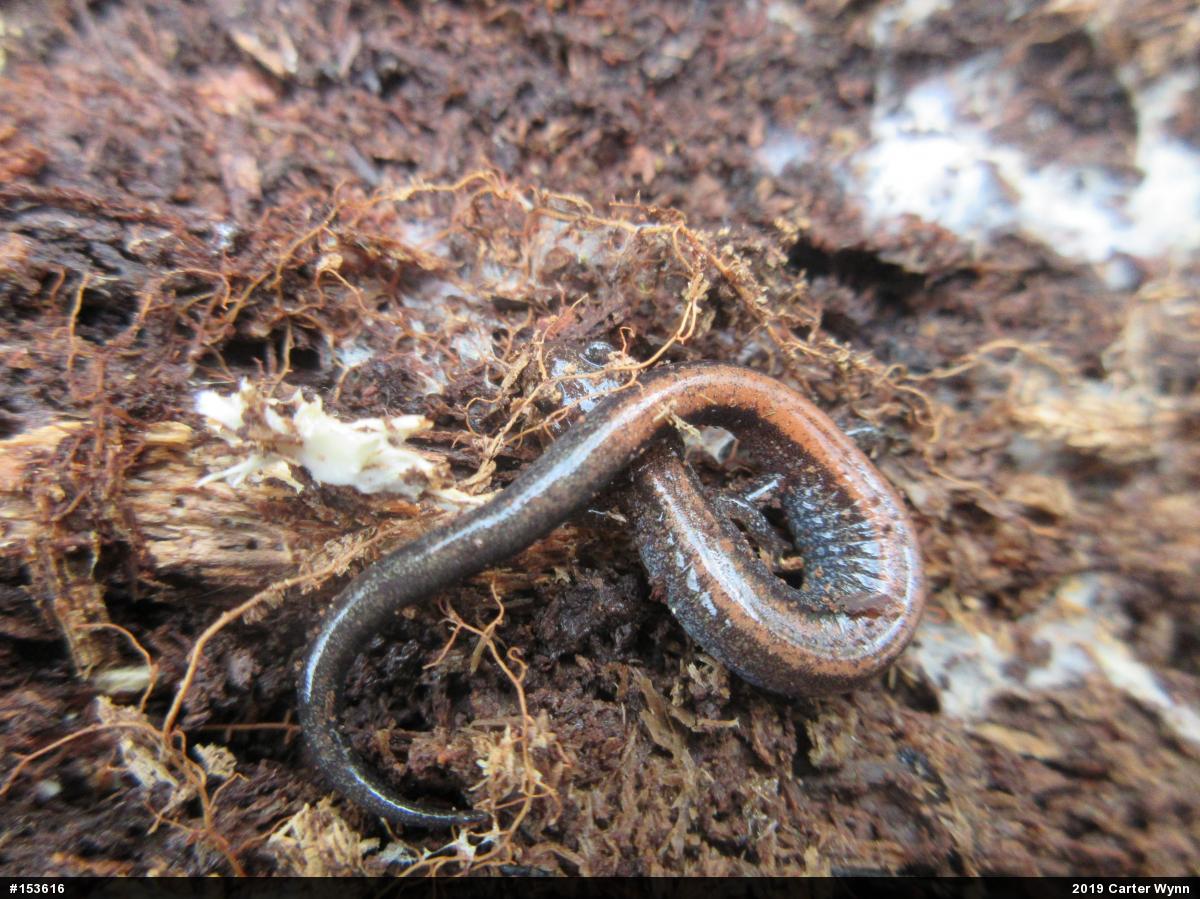 Eastern Red-backed  Salamander