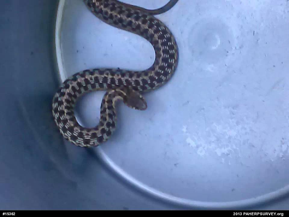 Eastern Gartersnake