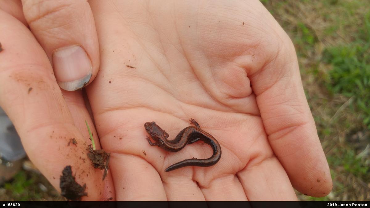 Eastern Red-backed  Salamander