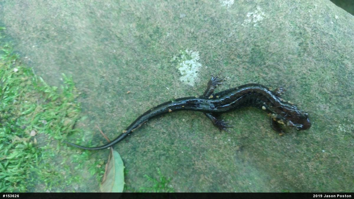 Allegheny Mountain Dusky Salamander