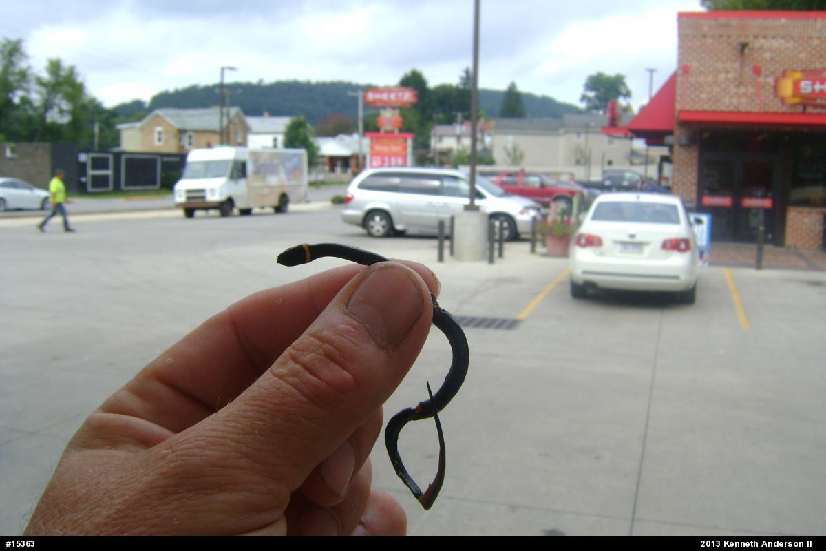 Northern Ring-necked Snake
