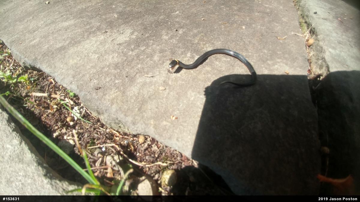 Northern Ring-necked Snake