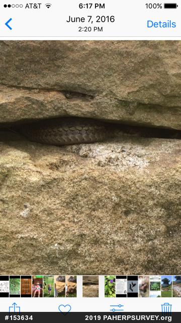 Eastern Gartersnake