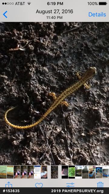 Eastern Long-tailed Salamander