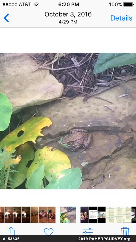 Green Frog