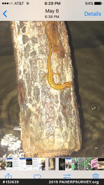 Eastern Long-tailed Salamander