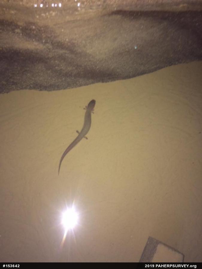 Northern Spring Salamander
