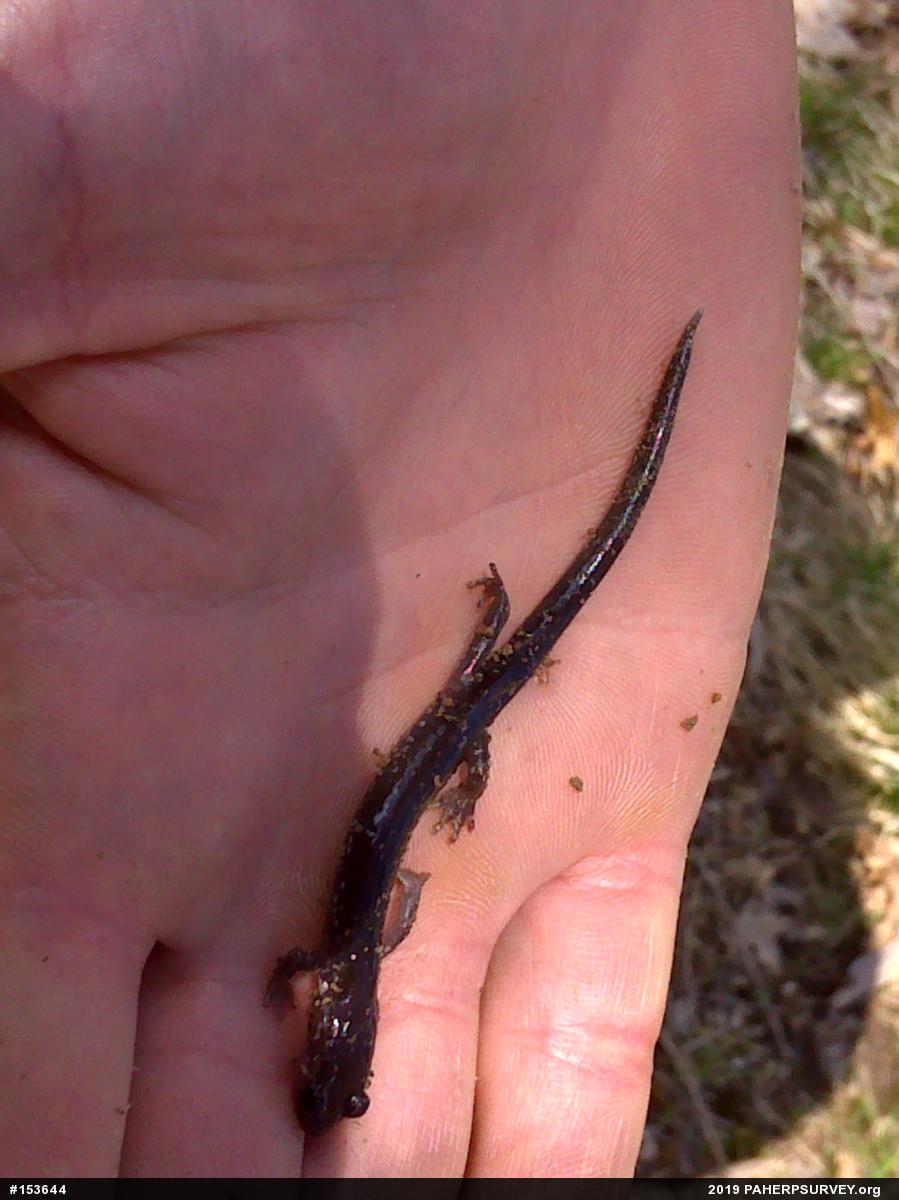 Wehrle's Salamander