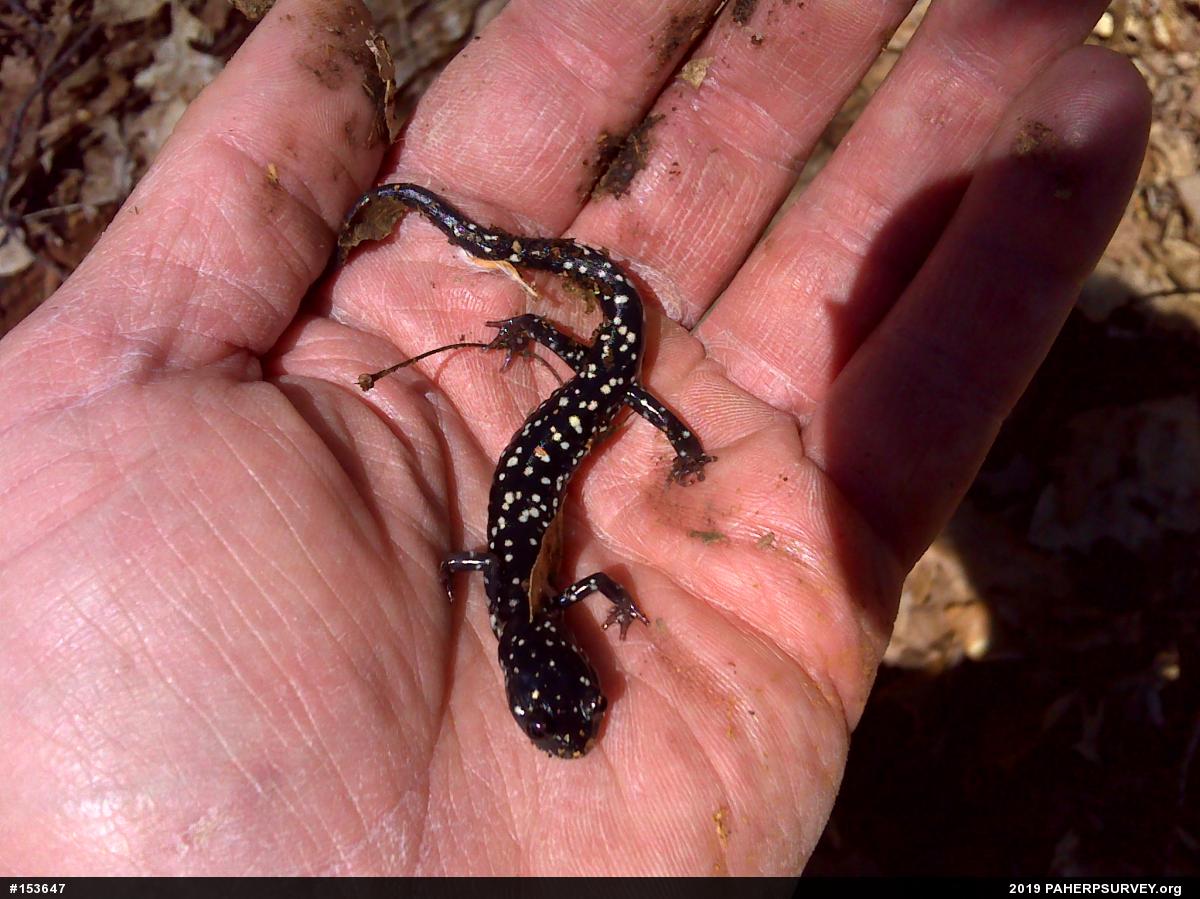Northern Slimy Salamander