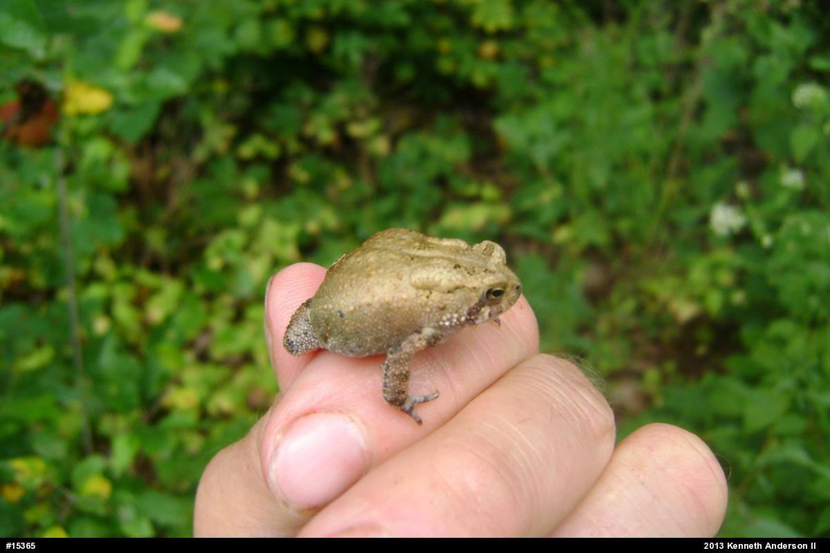 Eastern American Toad