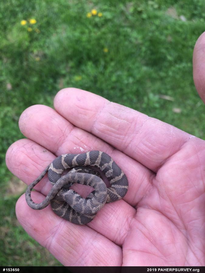 Northern Watersnake