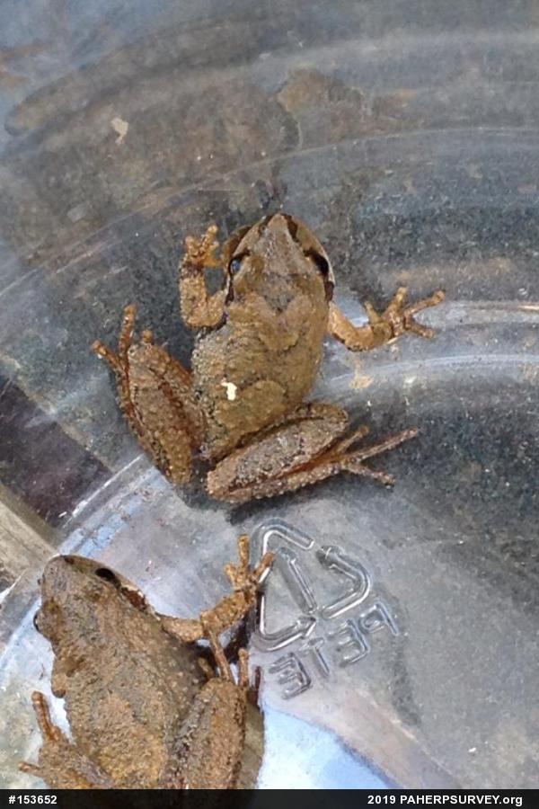 Mountain Chorus Frog