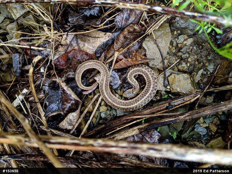 Eastern Gartersnake