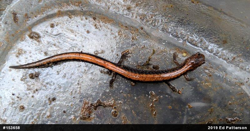 Eastern Red-backed  Salamander