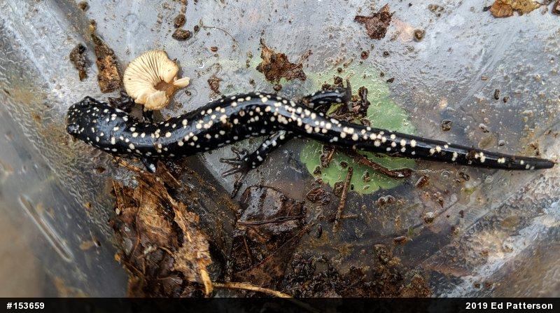 Northern Slimy Salamander