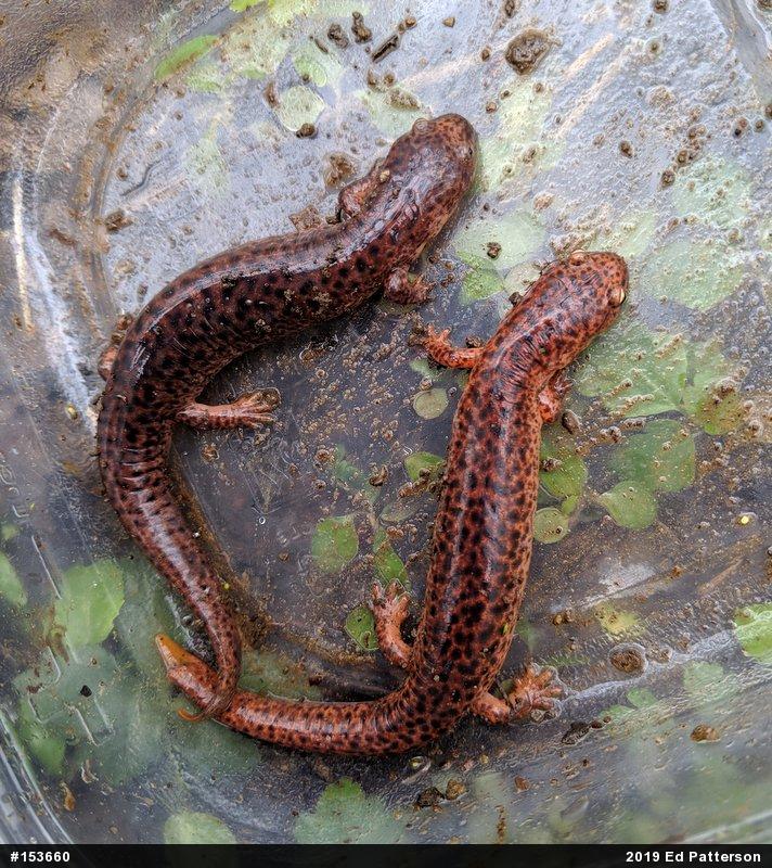 Northern Red Salamander