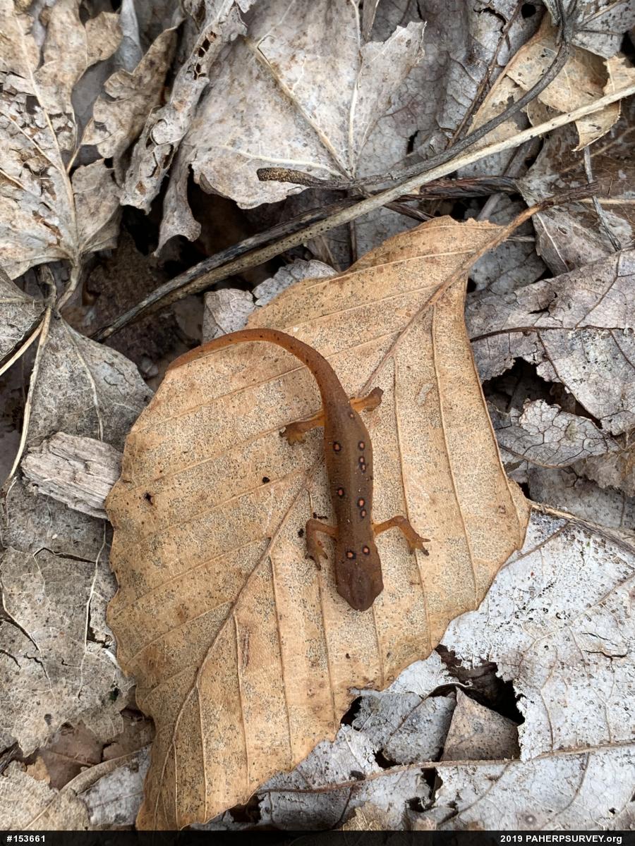 Red-spotted Newt