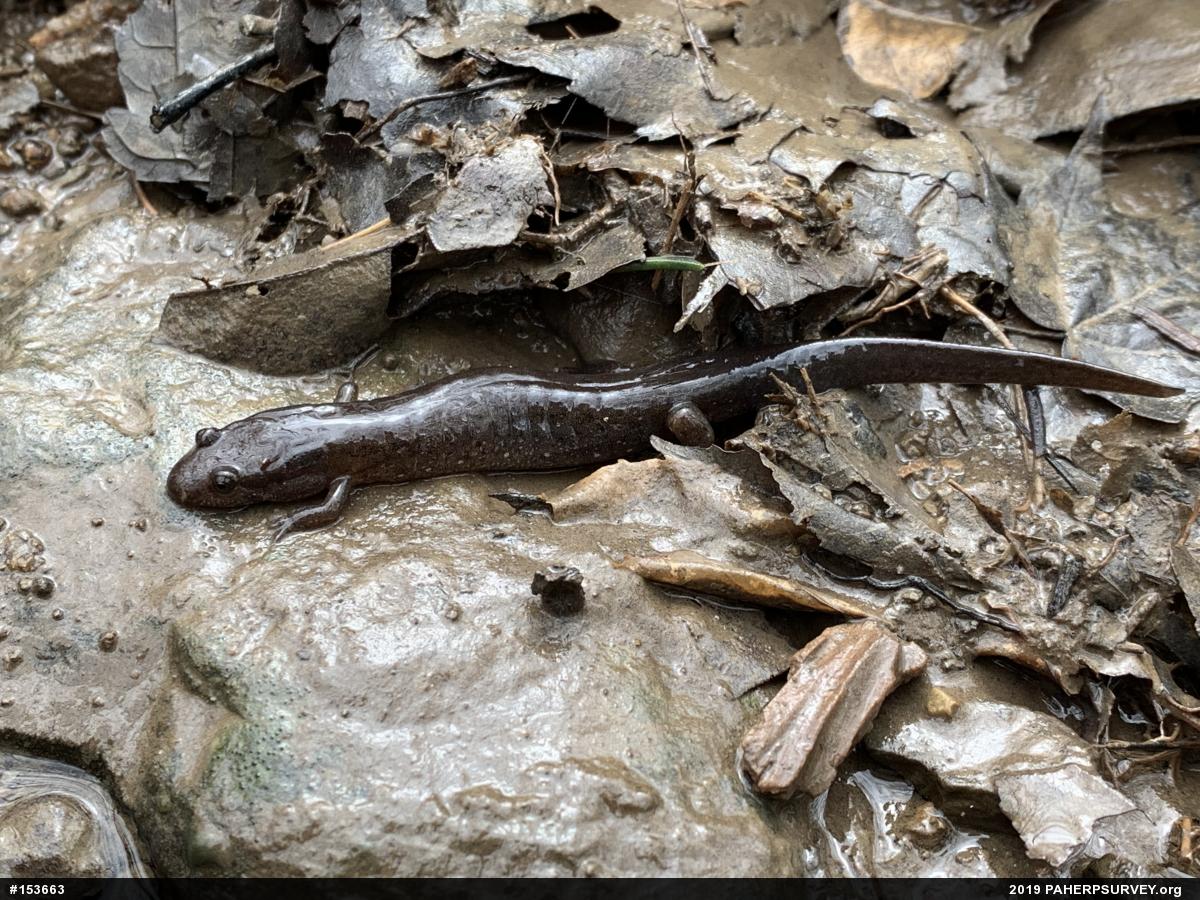 Northern Dusky Salamander