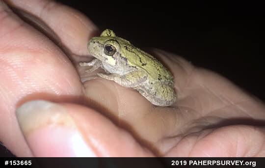 Unknown Gray Treefrog