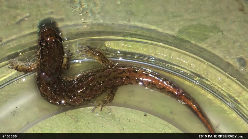 Northern Dusky Salamander