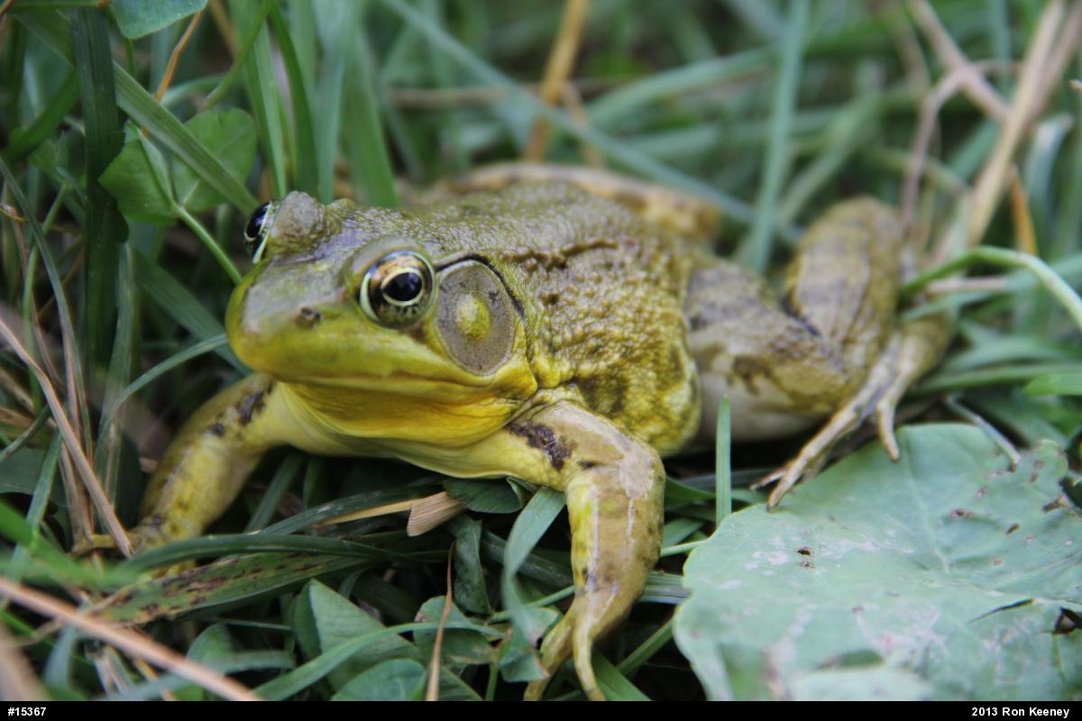 Green Frog