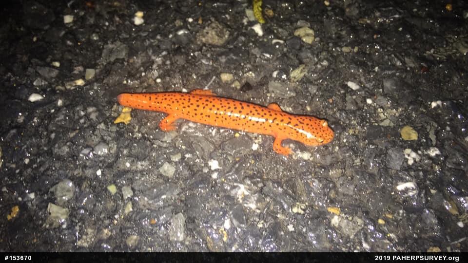 Northern Red Salamander
