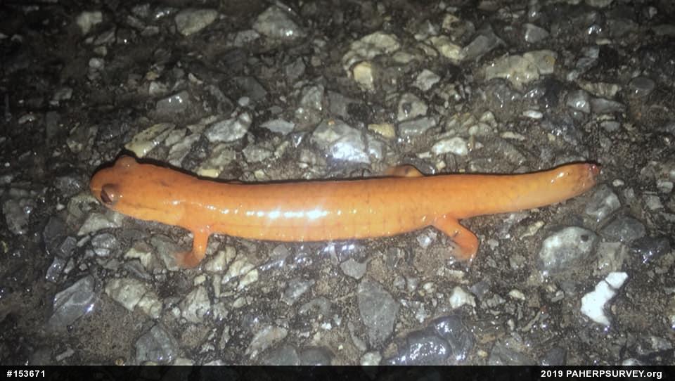 Northern Spring Salamander