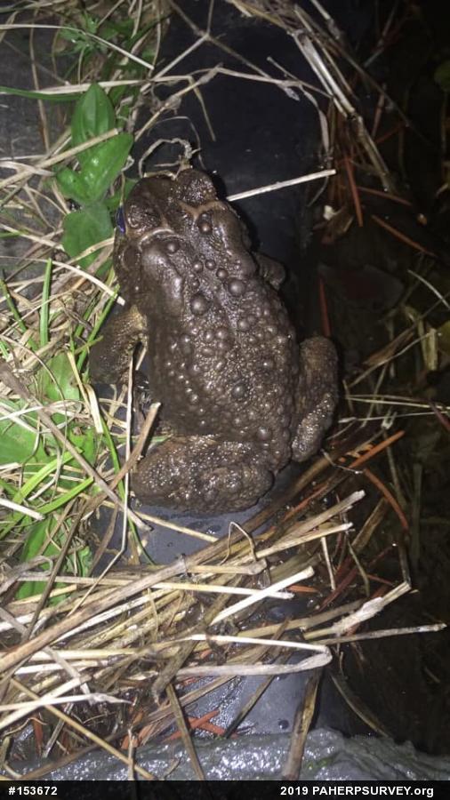 Eastern American Toad