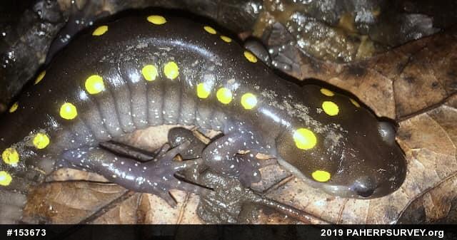 Spotted Salamander