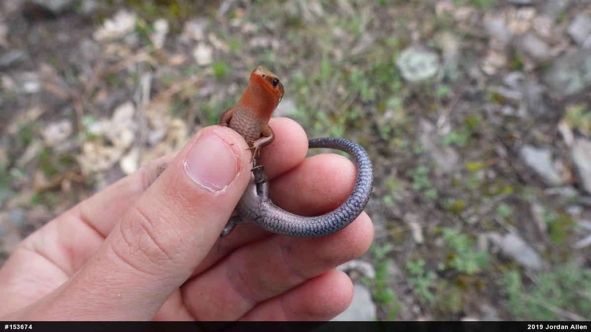 Northern Coal Skink