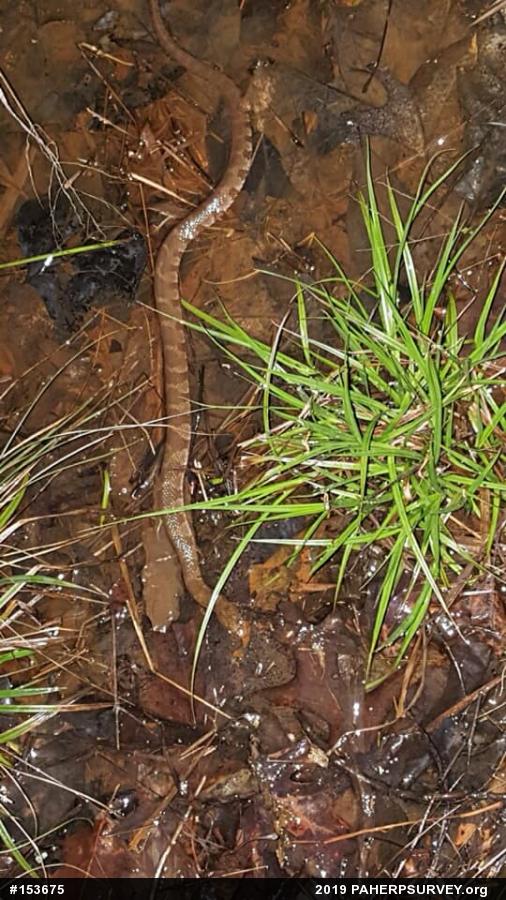 Northern Watersnake
