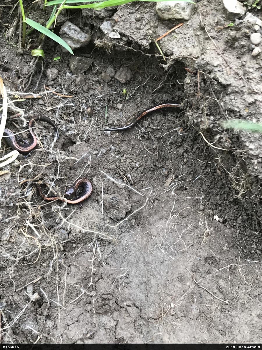 Eastern Red-backed  Salamander