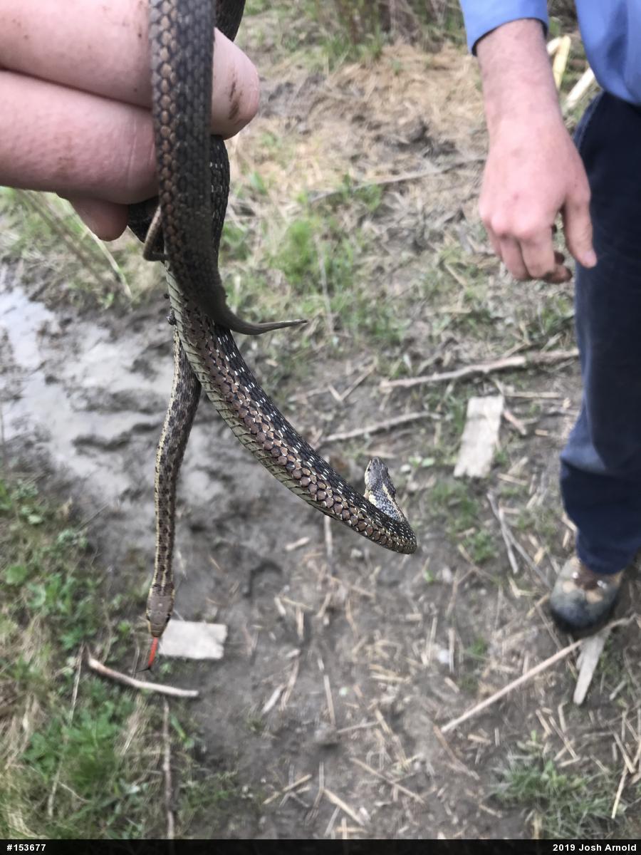 Eastern Gartersnake
