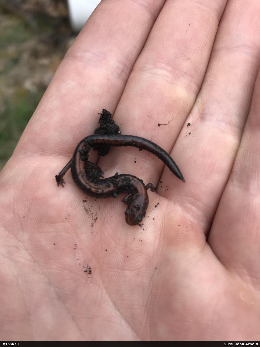Eastern Red-backed  Salamander